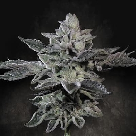 G-Force > Paradise Seeds